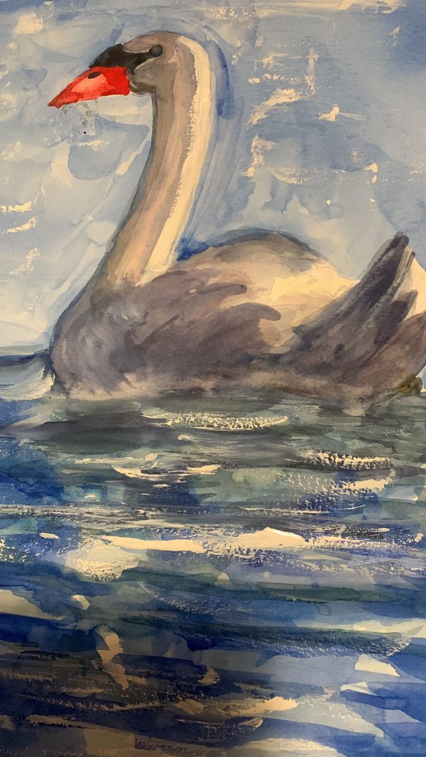 Zwaan Aquarell